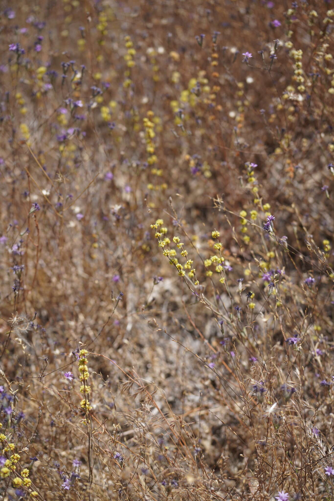 Image of wand buckwheat