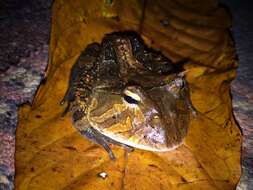 Image of Amazonian Horned Frog