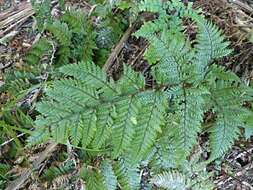 Image of Lastreopsis hispida (Sw.) Tindale