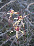 Image of Drooping spider orchid