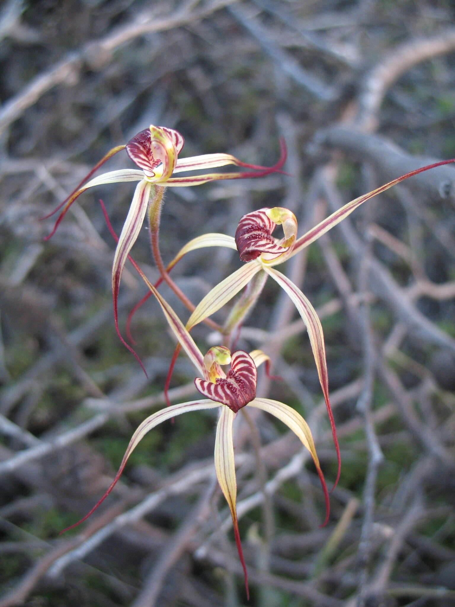 Image of Drooping spider orchid