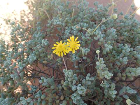 Image de Crassothonna sedifolia (DC.) B. Nord.