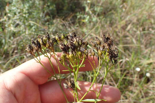 Image of Solidago nitida Torr. & A. Gray