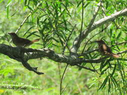 Image of Greater Thornbird