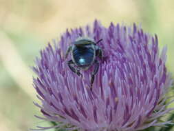 Osmia texana Cresson 1872的图像
