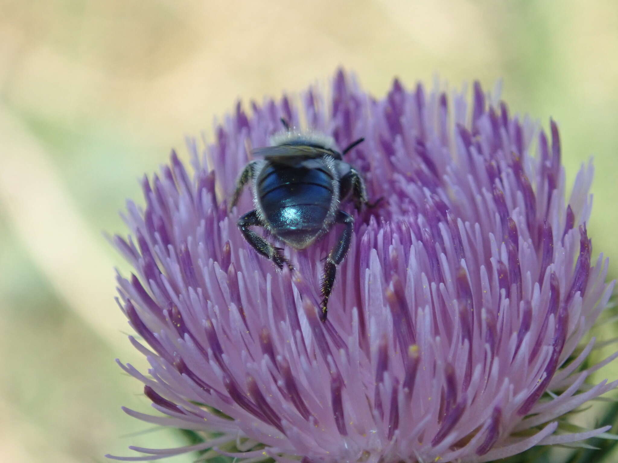 Osmia texana Cresson 1872的图像