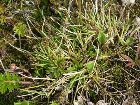 Image of Bear Sedge