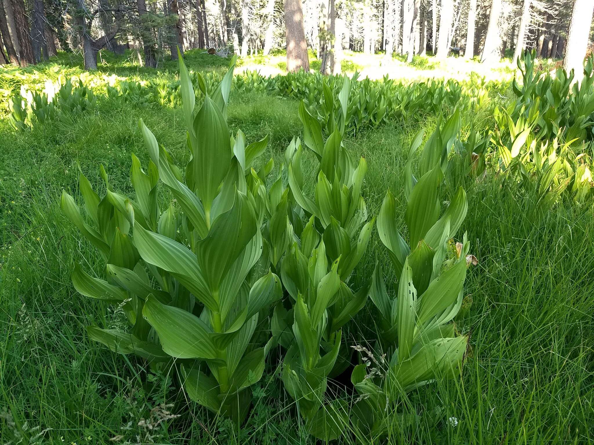 Image de Veratrum californicum var. californicum