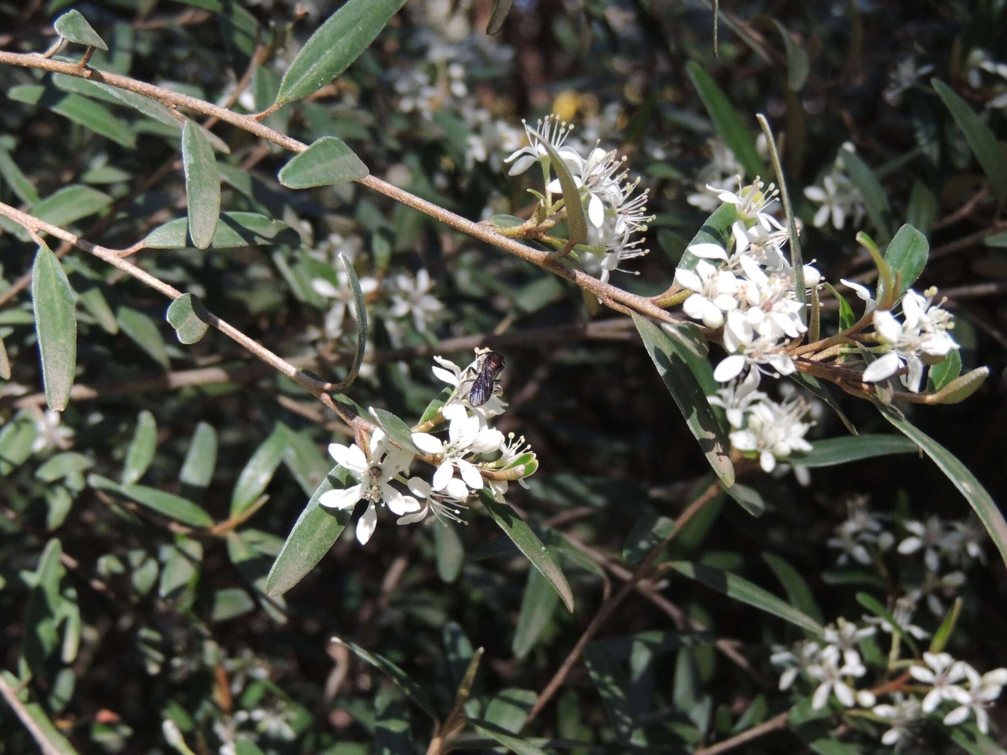 Plancia ëd Lasioglossum callomelittinum (Cockerell 1910)