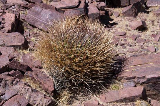 Image of Echinopsis ferox (Britton & Rose) Backeb.