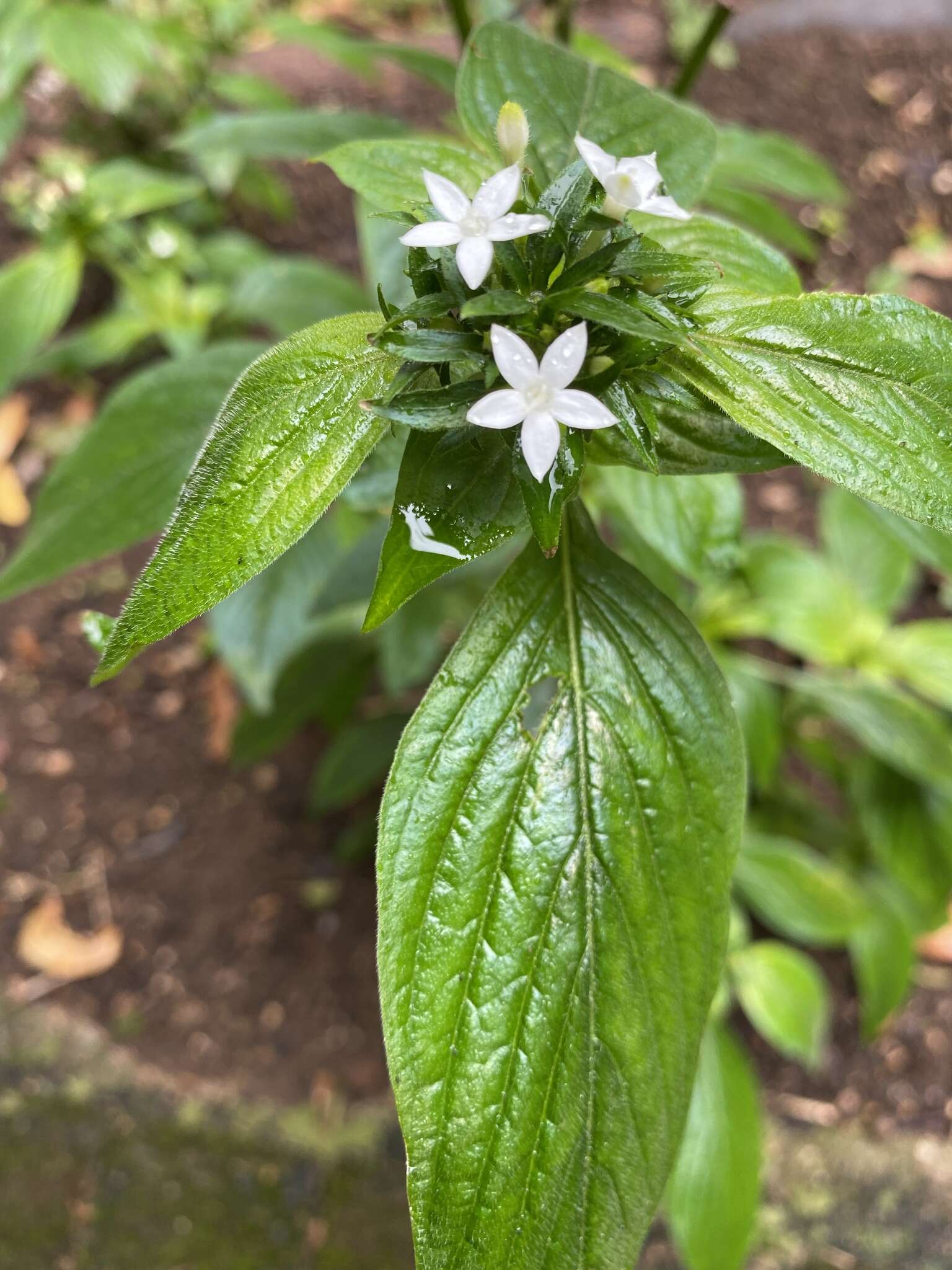 Image of Pentas micrantha Baker