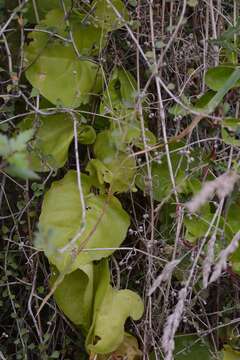 Image of heartleaf madeiravine