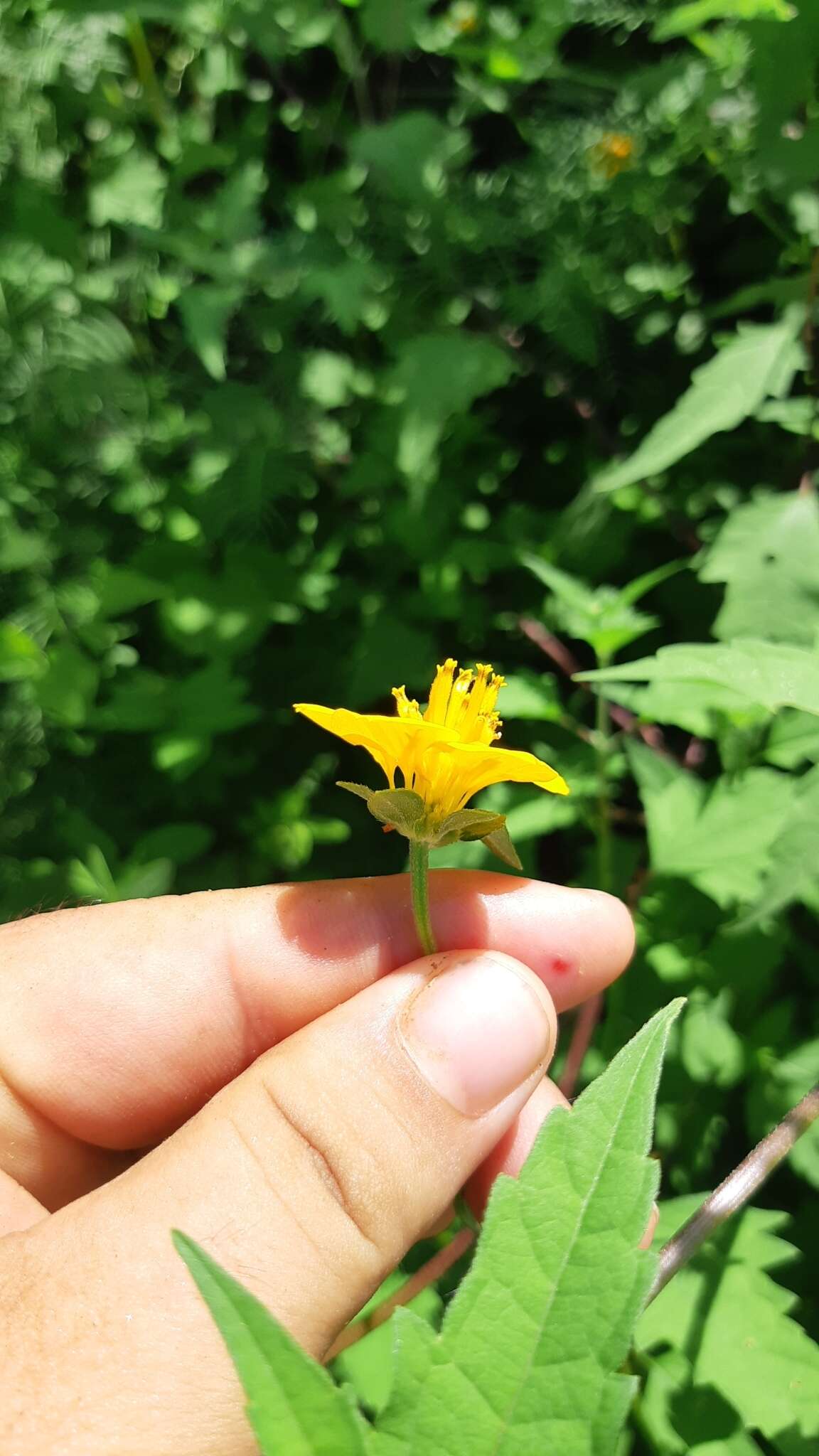 Слика од Sclerocarpus divaricatus (Benth.) Benth. & Hook. fil. ex Hemsl.