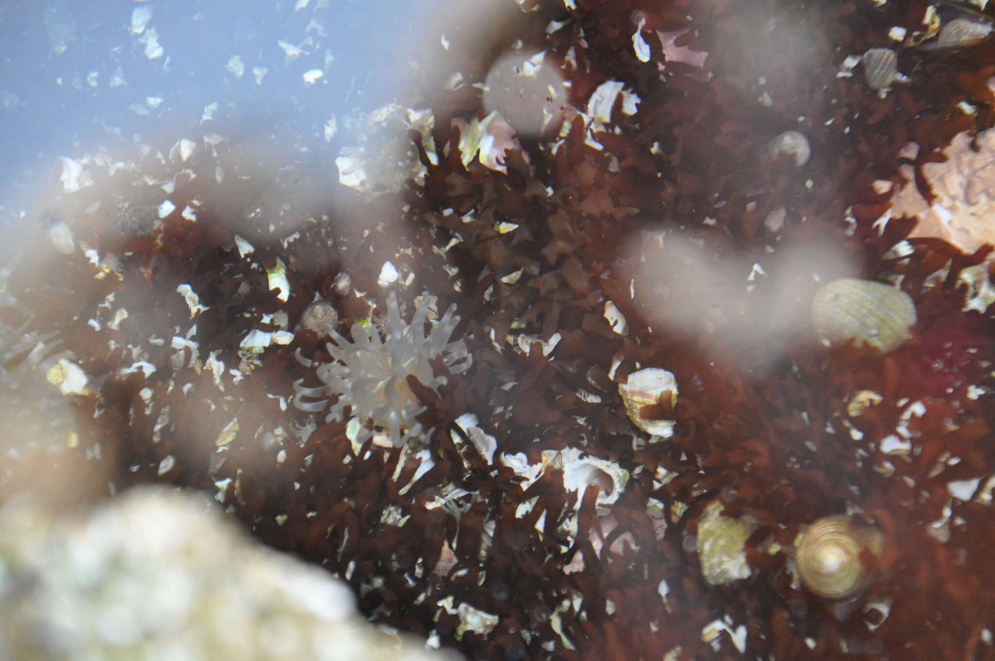 Image of silver-spotted sea anemone