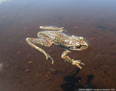 Image of Dendropsophus molitor (Schmidt 1857)