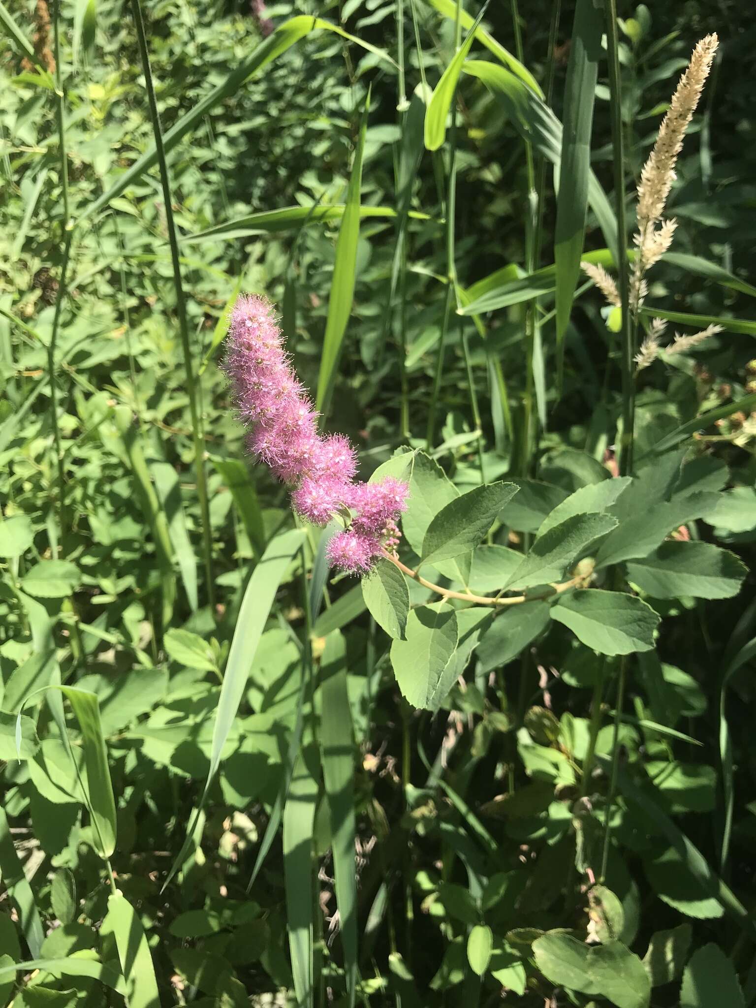 Image of rose spirea