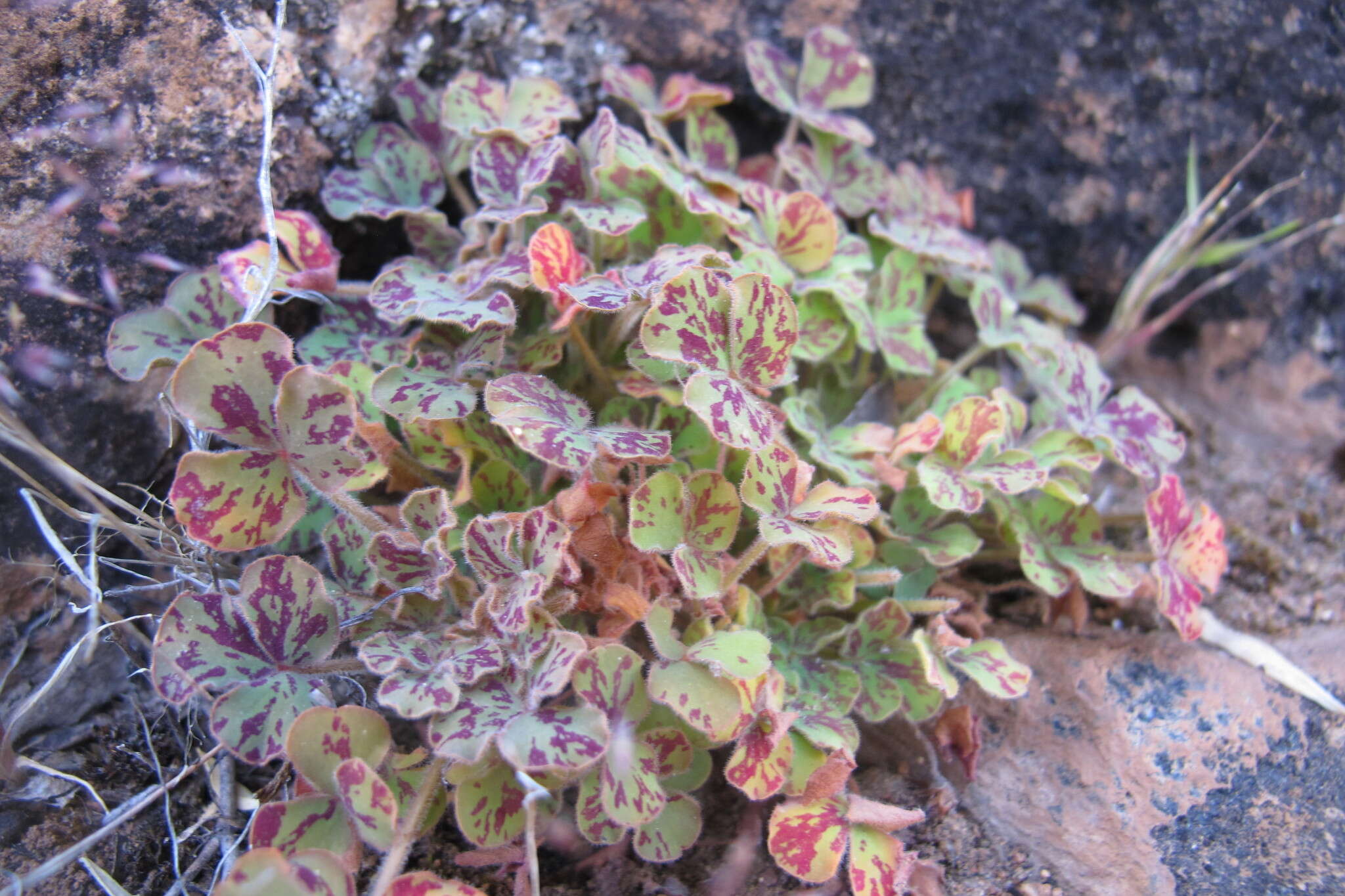 Image of Oxalis ambigua Jacq.