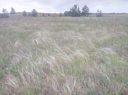 Image de Stipa pennata subsp. sabulosa (Pacz.) Tzvelev