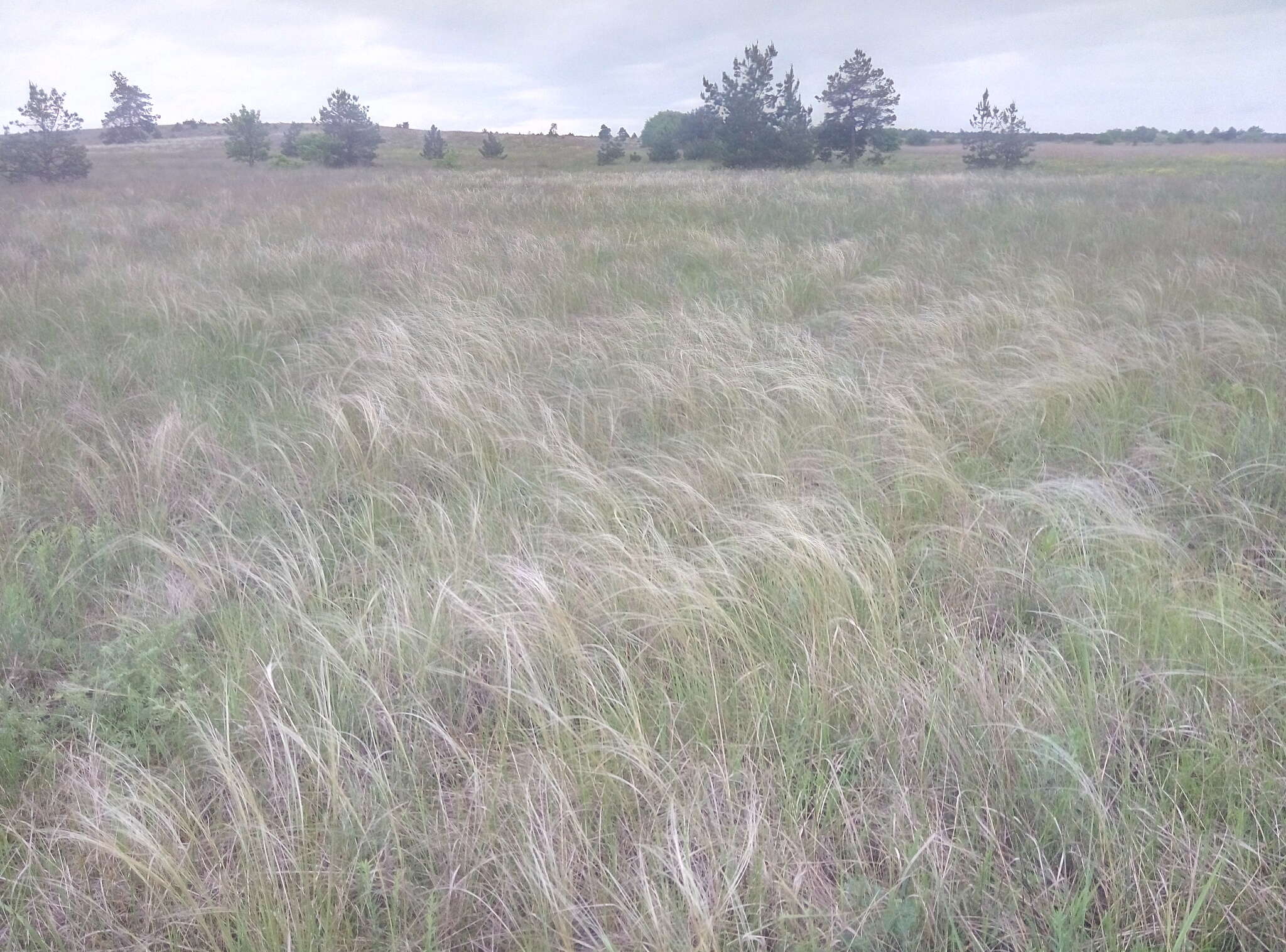 Image of Stipa pennata subsp. sabulosa (Pacz.) Tzvelev