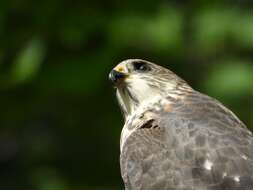 Image of Levant Sparrowhawk