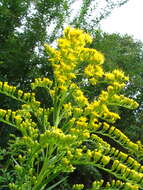 Image of Solidago chilensis Meyen