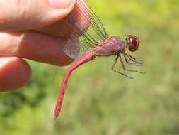 Image of Orthemis macrostigma (Rambur 1842)