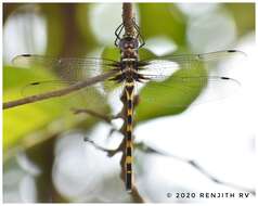 Image of Macromia irata Fraser 1924