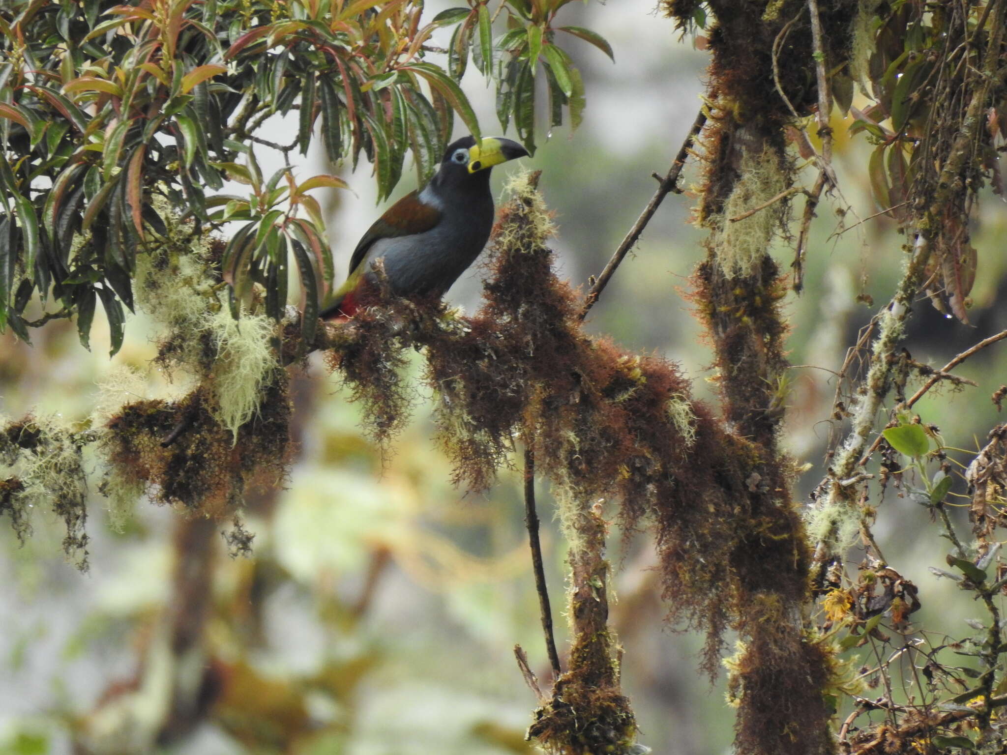 Image of Hooded Mountain Toucan