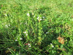 Image of Euphrasia pectinata Ten.