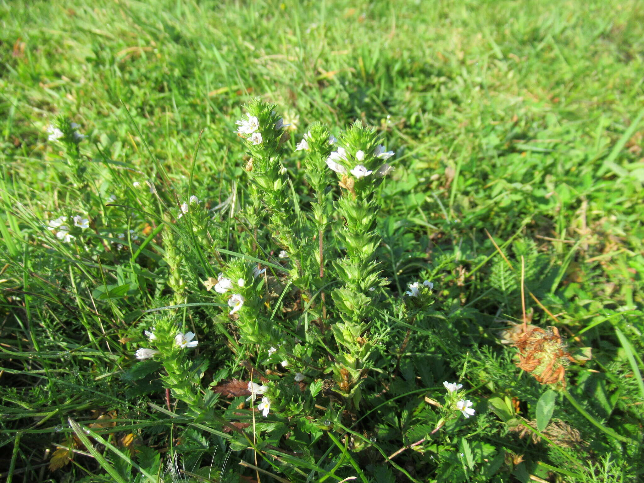 Image de Euphrasia pectinata Ten.