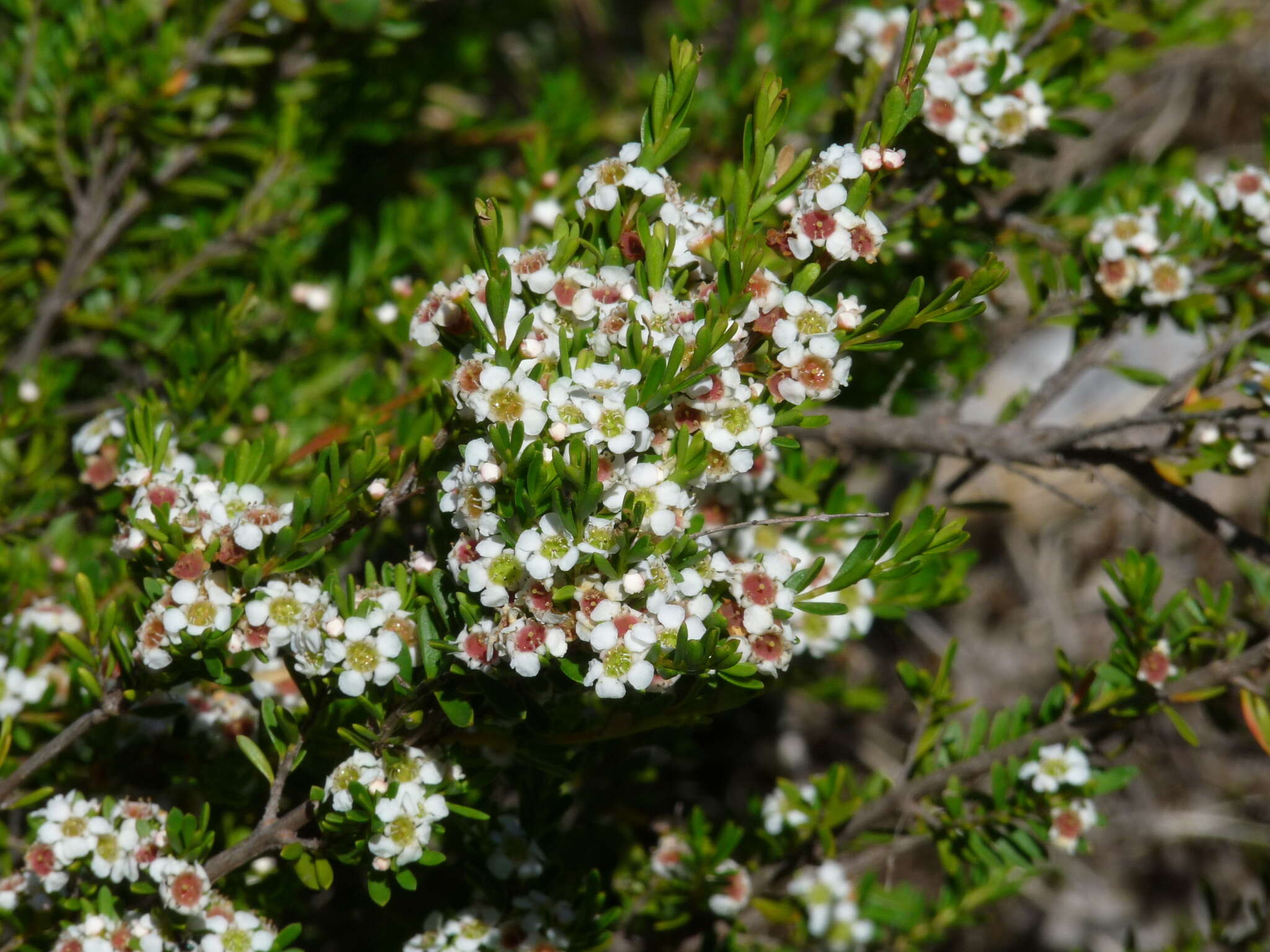 Image of Baeckea gunniana Schau. ex Walp.