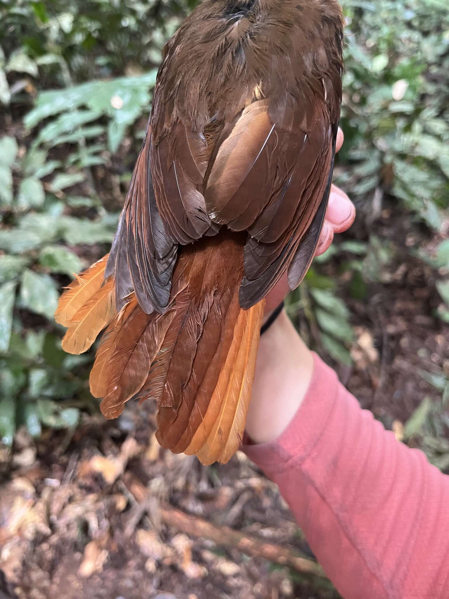 Image of Red-tailed Ant-Thrush