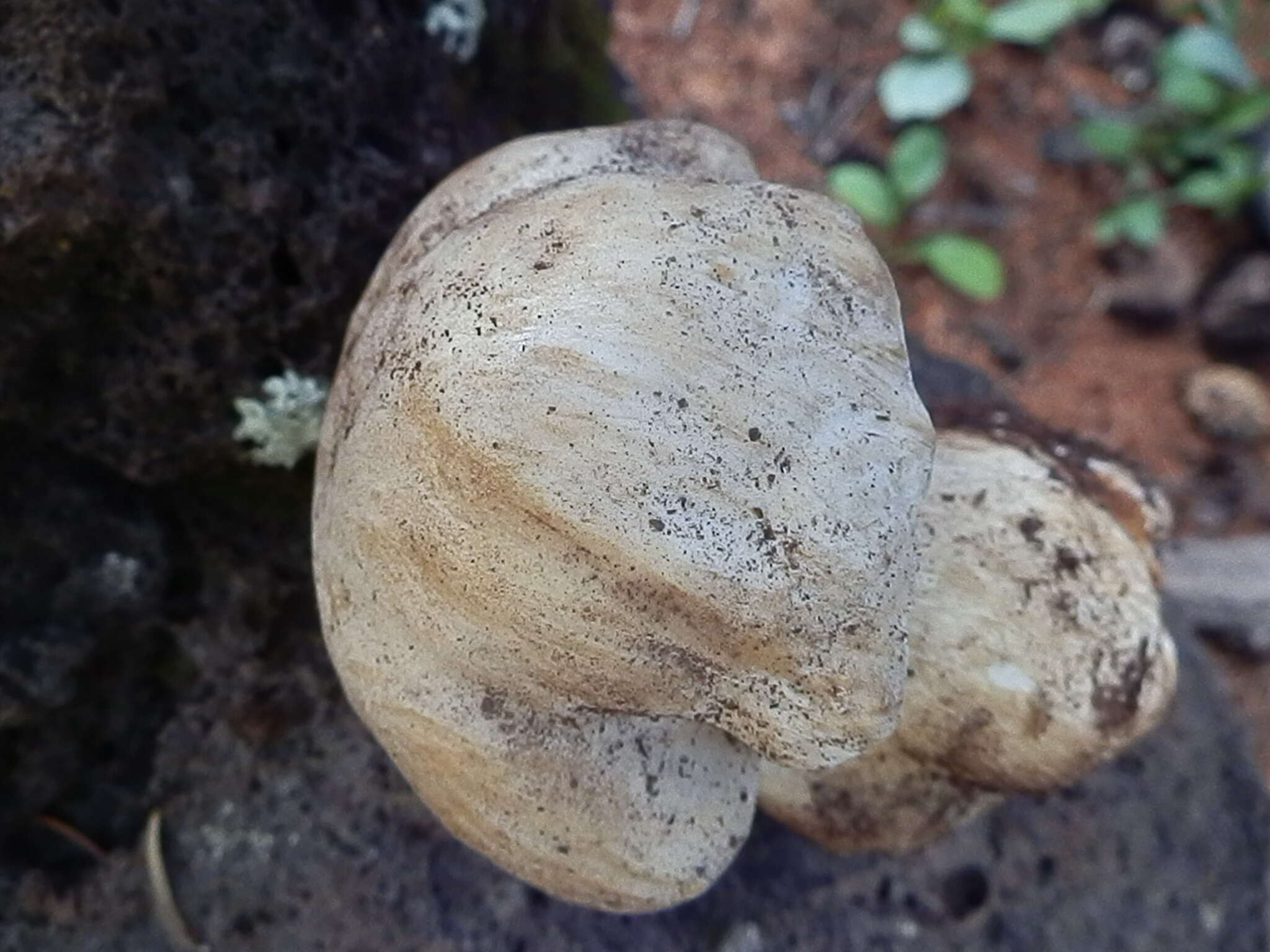 Sivun Boletus barrowsii Thiers & A. H. Sm. 1976 kuva