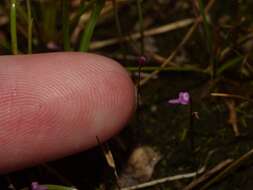 Image of Utricularia minutissima Vahl