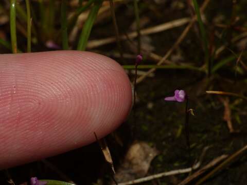 Utricularia minutissima Vahl resmi