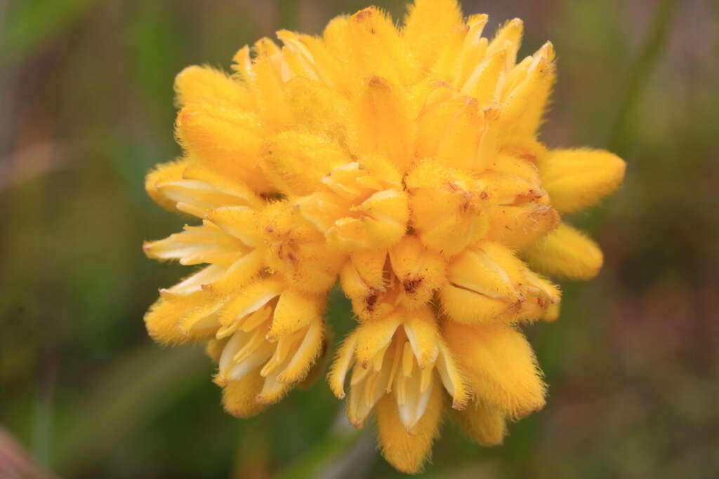 Image of Conostylis aculeata R. Br.