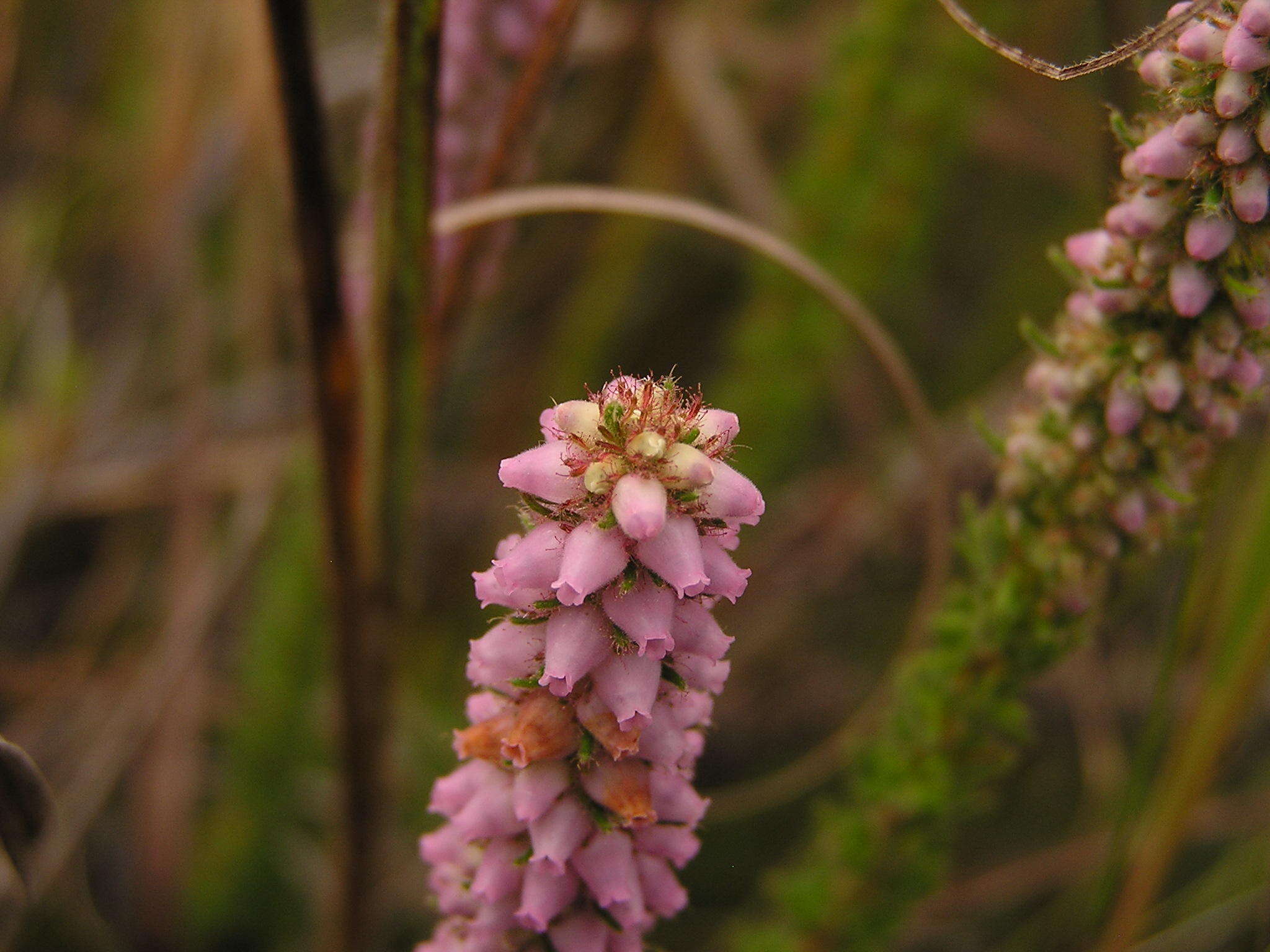 Image of Erica alopecurus var. alopecurus