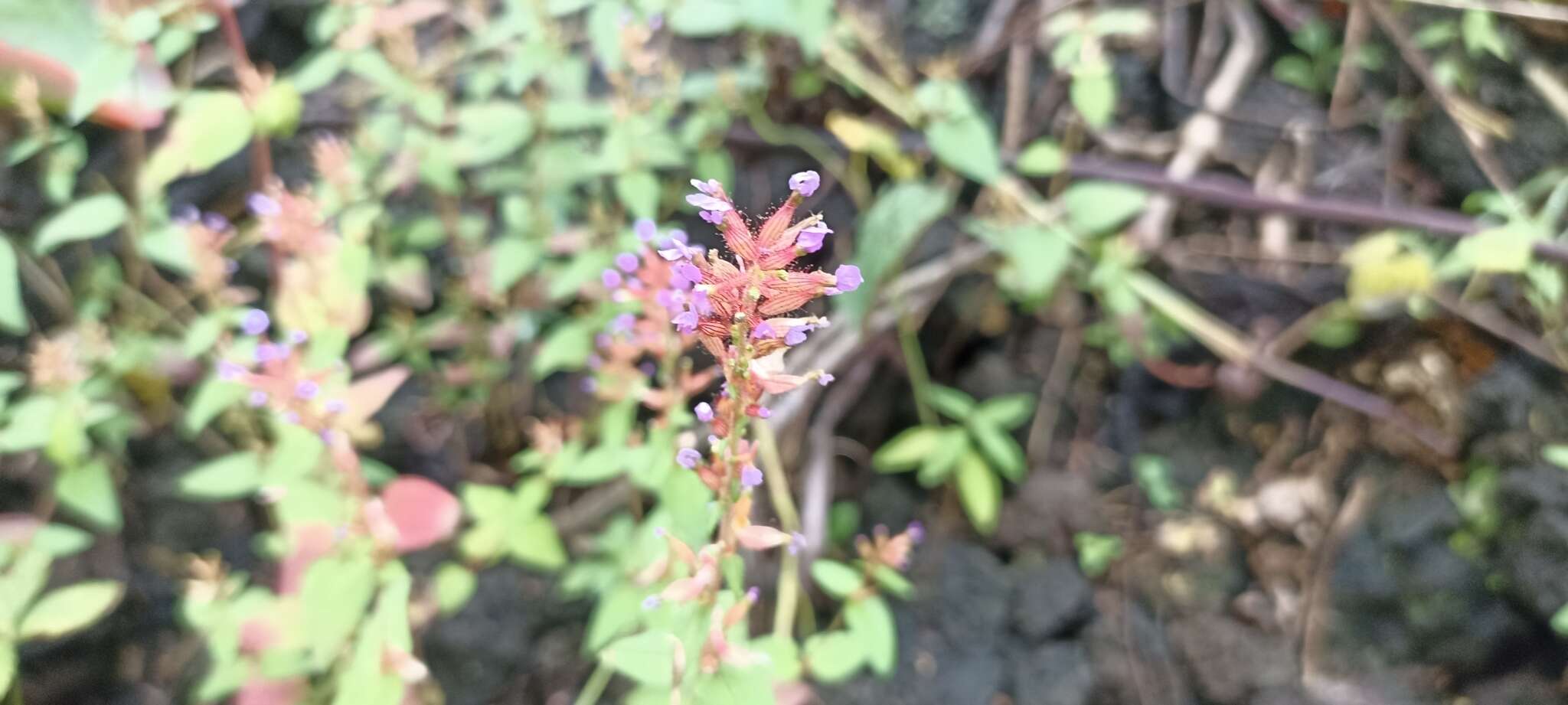 Image of Wright's waxweed