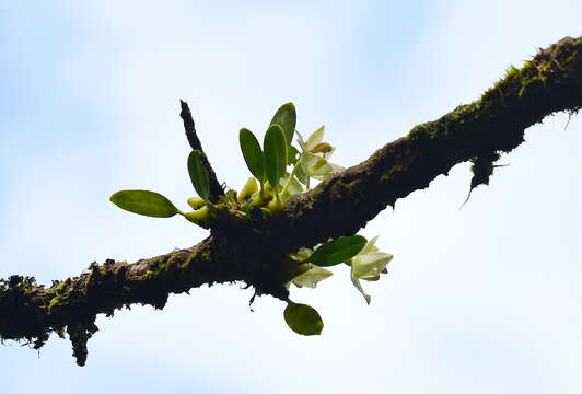 Image de Bulbophyllum pectinatum Finet