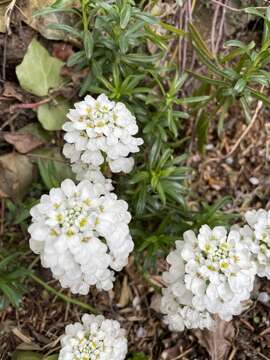 Plancia ëd Iberis sempervirens L.