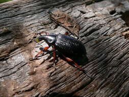 Image of Cylydrorhinus angulatus Guerin-Meneville 1841