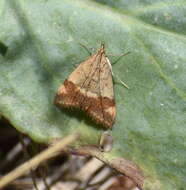 Image of Pyrausta semirubralis Packard 1873