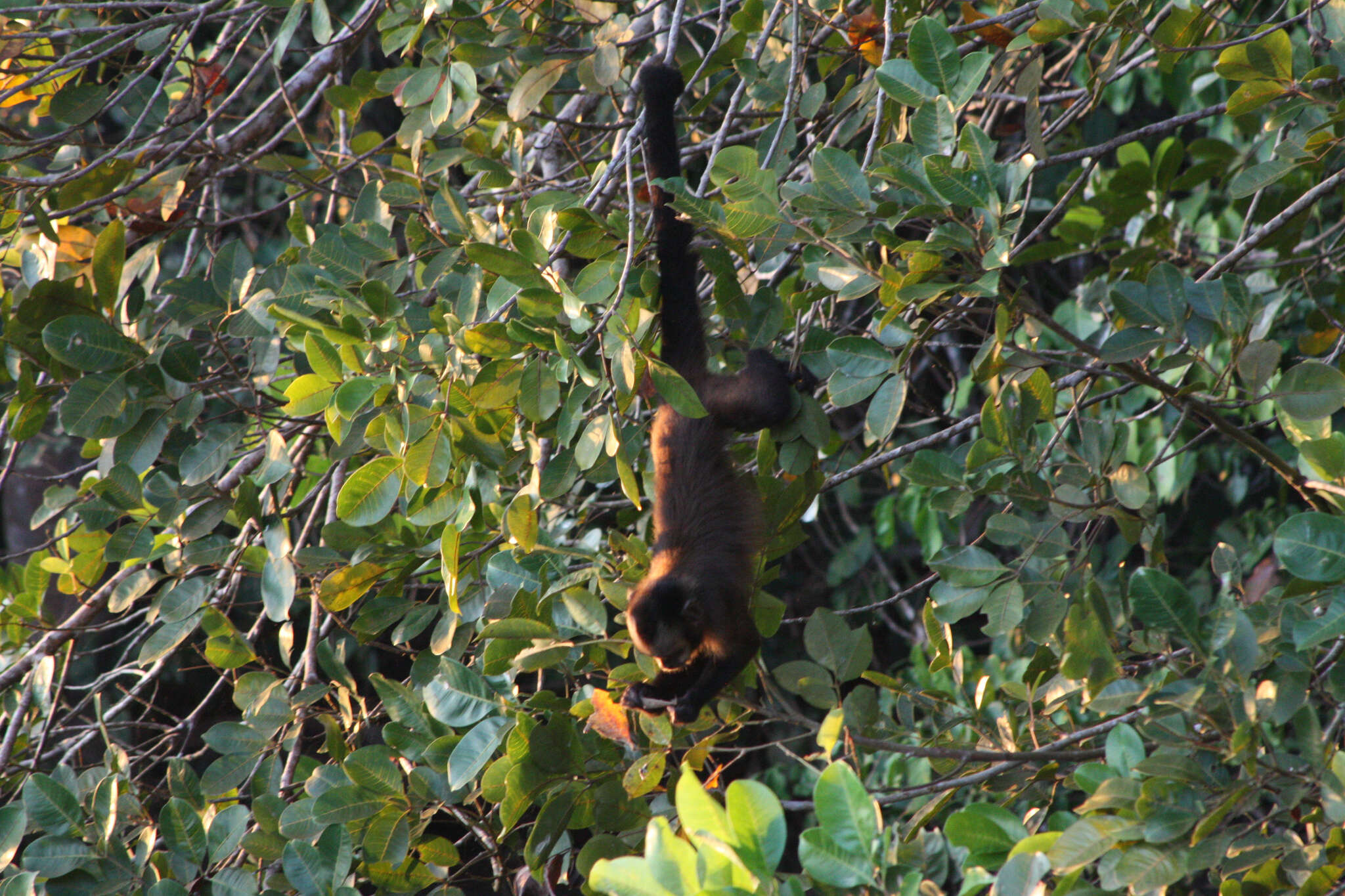 Image of Black-capped Capuchin