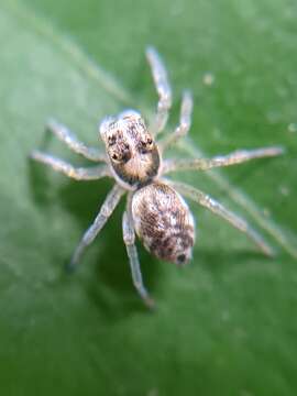 Phintella castriesiana (Grube 1861) resmi