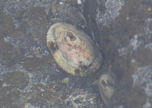 Image of Fissurella macrotrema G. B. Sowerby I 1835