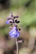 Sivun Salvia ovalifolia A. St.-Hil. ex Benth. kuva