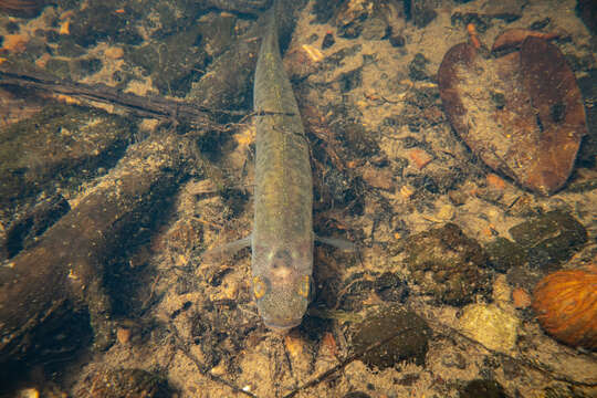 Image de Galaxias maculatus (Jenyns 1842)