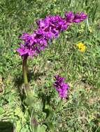 Image de Orchis mascula subsp. speciosa (Mutel) Hegi