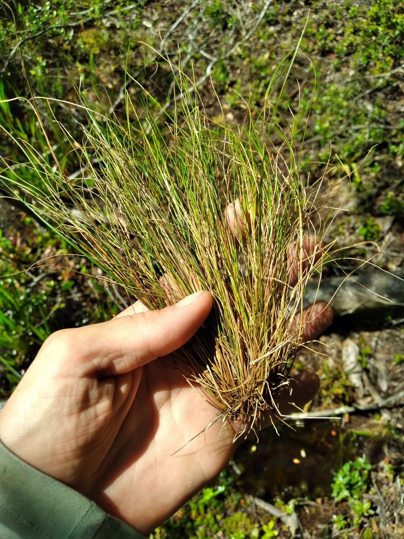 صورة Rhynchospora filifolia A. Gray