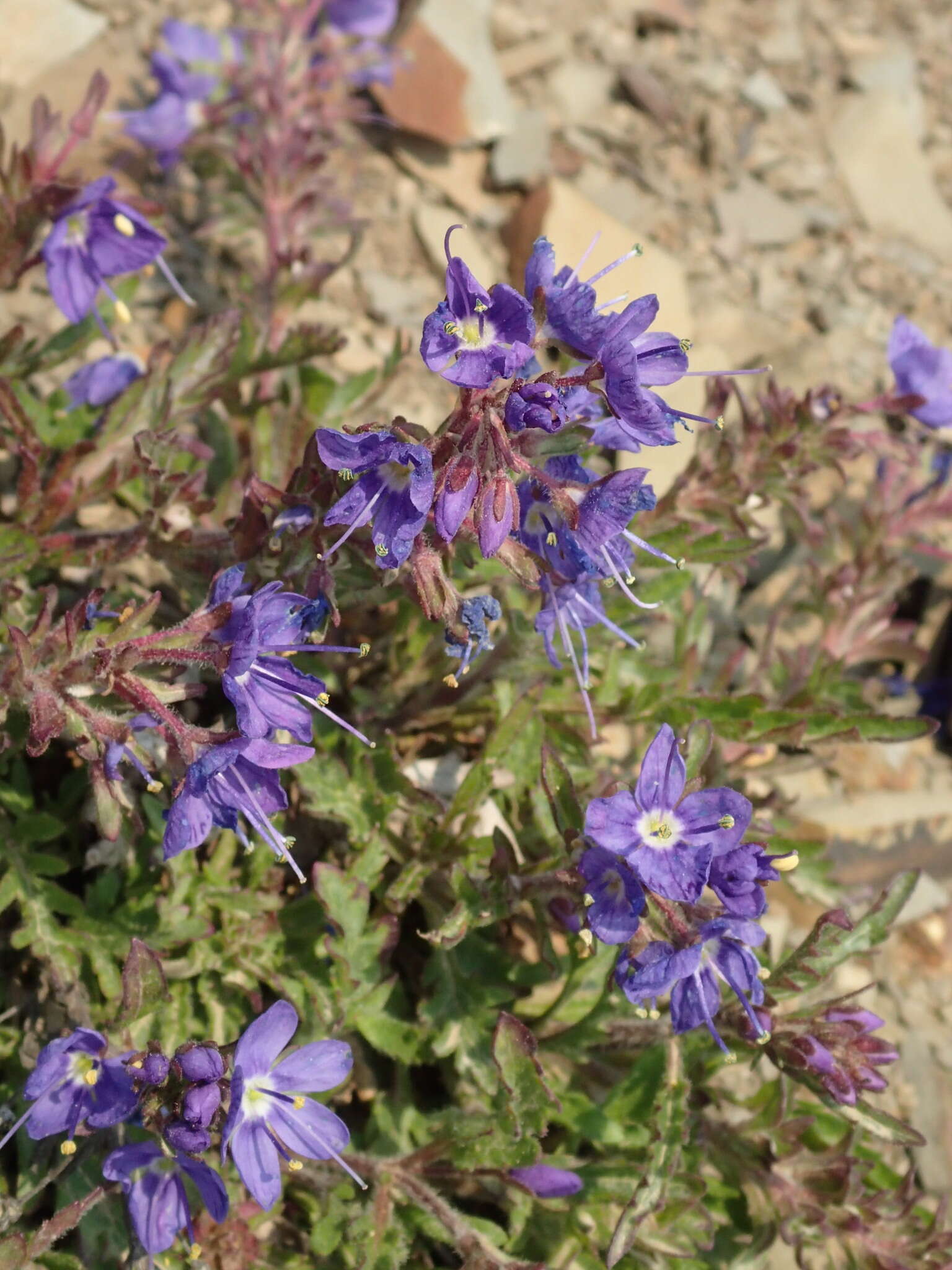 Image of Veronica schmidtiana Regel